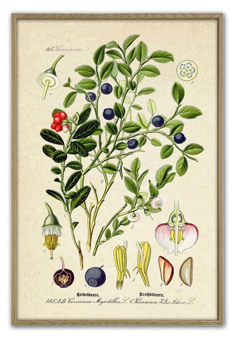 blueberry print vintage forest berry botanical illustration etsy botanical illustration