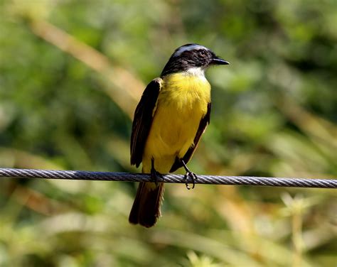 Fotos Gratis Naturaleza Rama Pájaro Rayo Mirando Fauna Silvestre