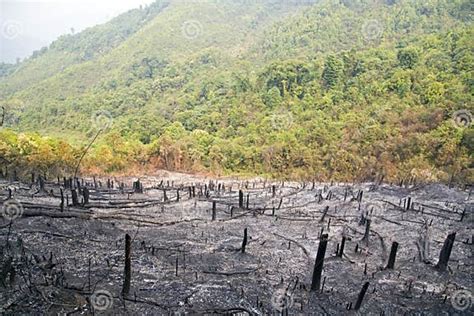 Deforestation After Forest Fire Natural Disaster Laos Stock Image