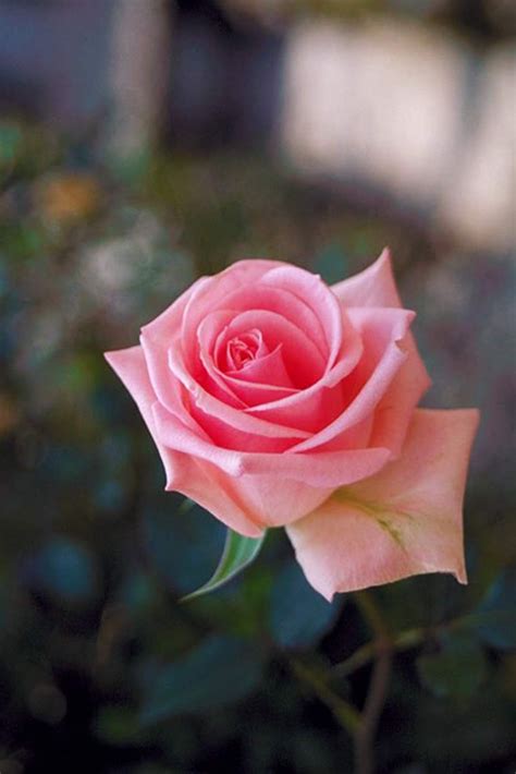 Choose from hundreds of free rose gold wallpapers. mphoto-cover: rose wallpaper for mobile hd