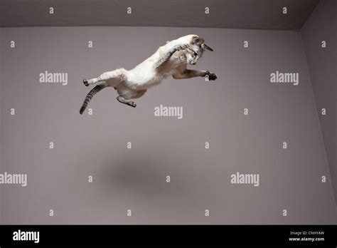Siamese Cat Jumping In The Air Stock Photo Alamy