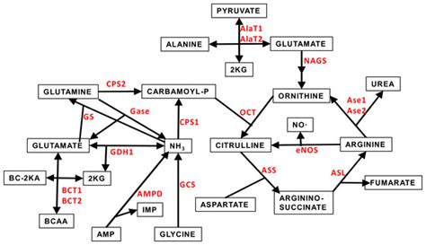 Effects Of Sex And Site On Amino Acid Metabolism Enzyme Gene Expression