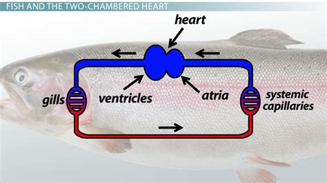 Across vertebrates, the fish heart is structurally relatively simple. Two-Chambered Heart: Definition & Anatomy - Video & Lesson ...