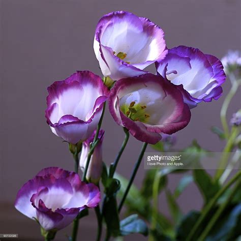 Eustoma Russellianum Lisianthus Flowers Flowers Types Of Flowers