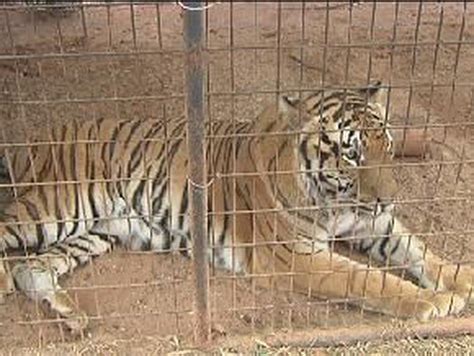 How Michael Jacksons Tigers Ended Up In East Texas