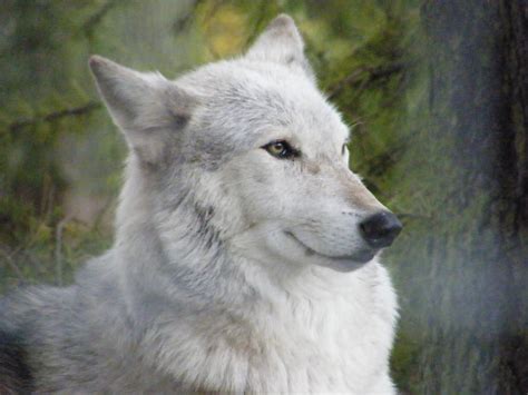 Wolf Portrait Stock 4 By Clickitysnip Stock On Deviantart