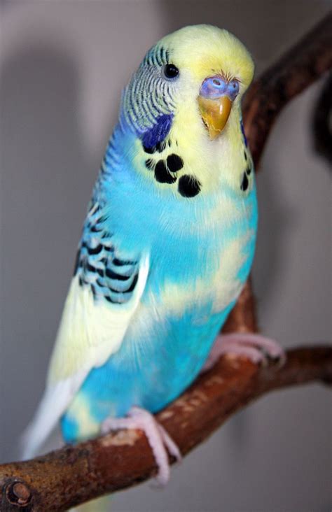 90 Best Everything Budgie Images On Pinterest Beautiful Birds