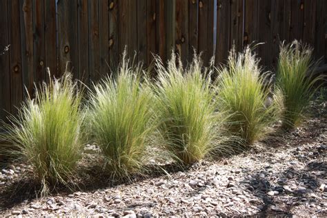 Mexican Feather Grass Mexican Feather Grass Feather Grass Low Water