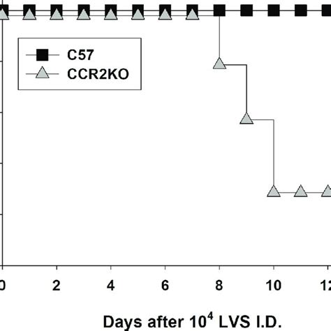 Ccr2 Ko Mice Exhibit Increased Susceptibility To Intradermal