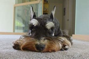 Prior studies suggest that plicatic and abietic acids are responsible for the. Toxic to Dogs