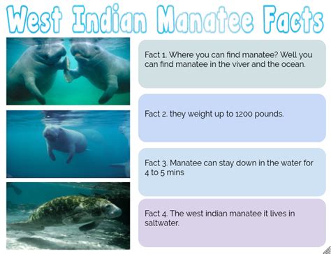 Cherish Pt England School West Indian Manatee Facts