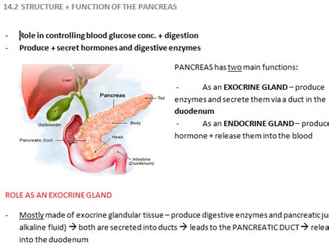 Structure And Function Of The Pancreas Revision Notes Teaching Resources