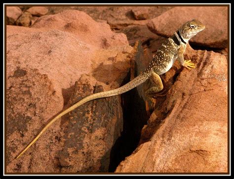 Collared Lizard In The Rocks Hurricane Utah Amphibians Reptiles