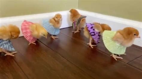 Tiny Chicks Strut Around In Matching Skirts Youtube