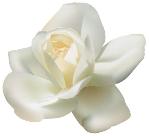 White Rose Png Png Mart