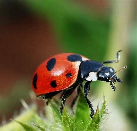 What Color Of Ladybugs Are Poisonous Mastery Wiki