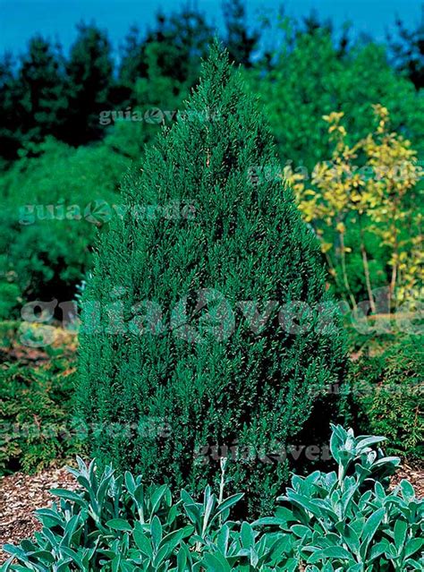 Juniperus Chinensis Pyramidalis