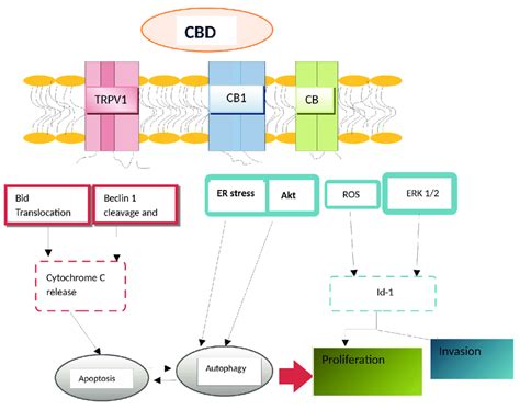 Schematic Representation Of How Cannabidiol Cbd Is Involved In