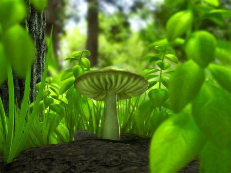 Wnp Wallpapers And Pictures Green Mushroom Wallpaper