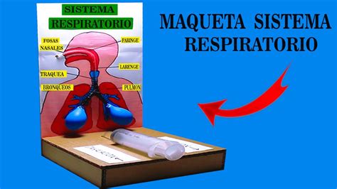 Como Hacer Una Maqueta Sistema Respiratorio Paso A Images Porn Sex