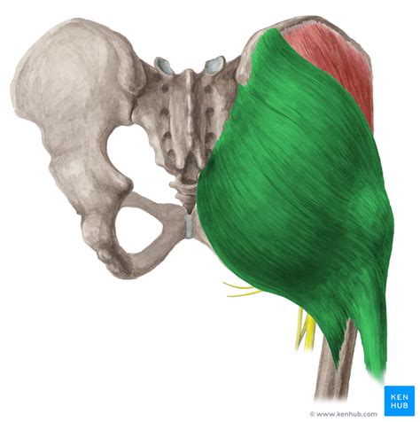 Muscle Anatomy Of Gluteal Region