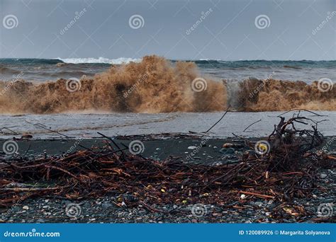 Sea Storm With Dirty Waves And Twigs On A Pebble Beach Stock Photo