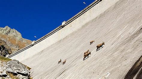 Mountain Goats Scramble Up A Near Vertical Wall In Italy