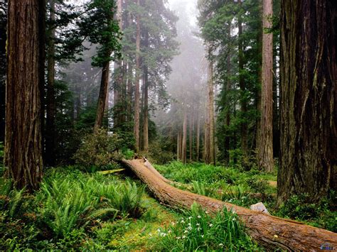 Bosques Templados Ecosistemas Bosque Templado