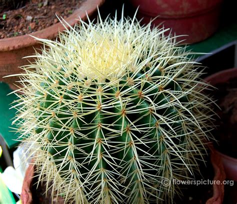 Cactus Varieties