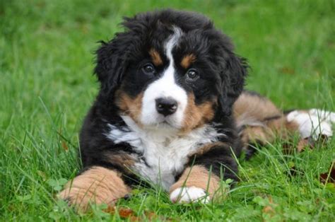 Bernese Mountain Dog Temperament Puppies For Sale And Price