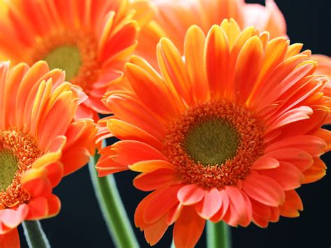 Check spelling or type a new query. wallpaper: Orange Gerbera Daisy Flowers Wallpapers