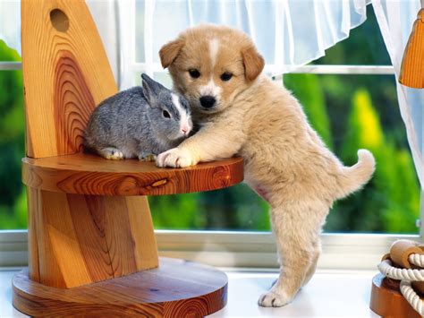 Sweet Puppy With Bunny Puppies Wallpaper 14749075 Fanpop