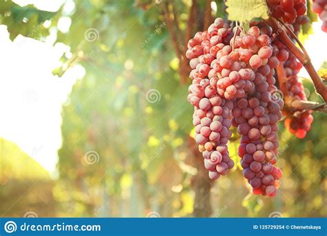 Bunches Of Grapes Growing In Vineyard On Sunny Day Stock Photo Image