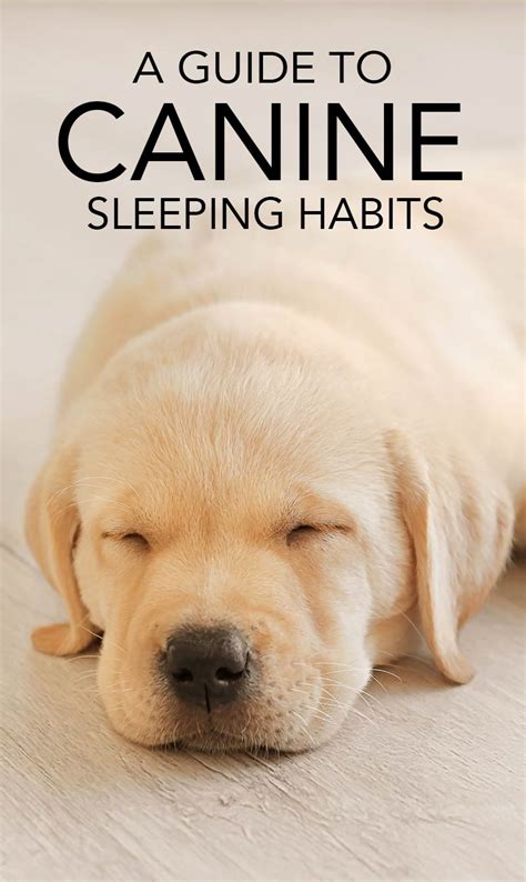 How Many Hours A Day Does A Labrador Sleep