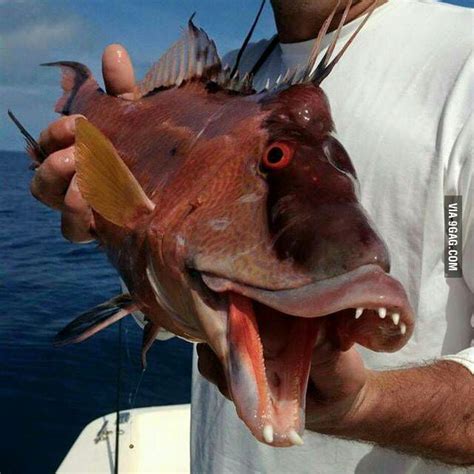 This Fish Looks Like It Just Told A Bad Pun 9gag