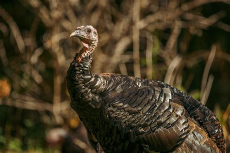 Dont Overlook Fall Turkey Hunting