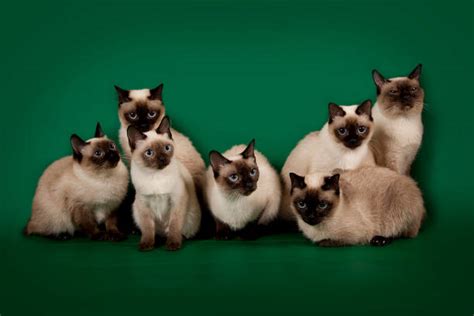Royalty Free Lots Of Cats Pictures Images And Stock Photos Istock