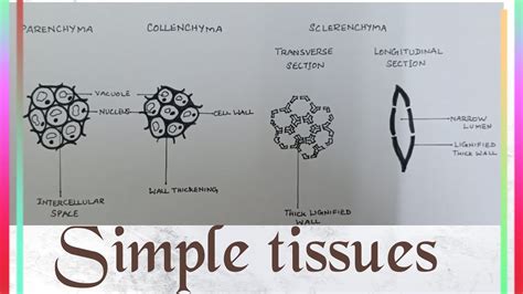 How To Draw Various Types Of Simple Tissues Class 9 Science Youtube