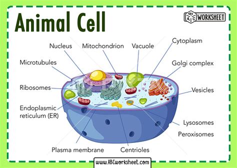 Animal Cell Pictures With Labels