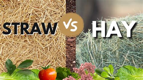 Straw Vs Hay For Garden Mulch And Compost What Is The Difference Why Is