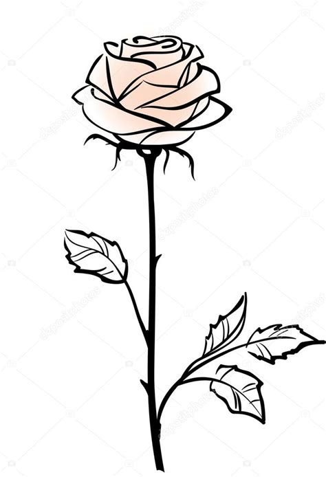 Beautiful Single Pink Rose Flower Isolated On The White Backgro Stock