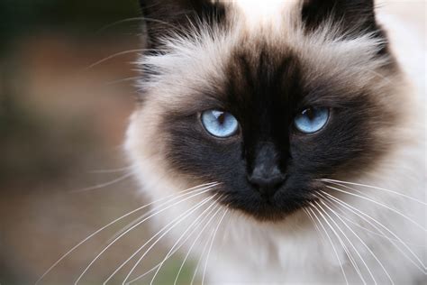These Are 15 Pictures About Cat Breeds Birman Pets Lovers
