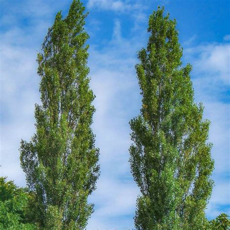 Lombardy Poplar Tree Elegant Privacy Tree — Plantingtree™