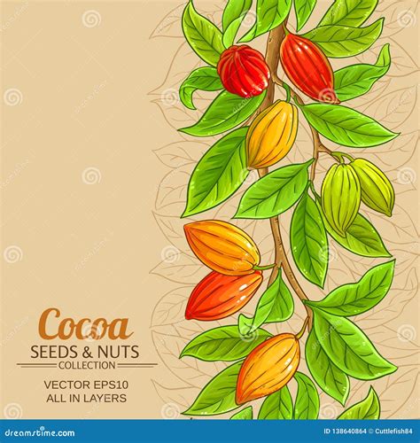 Cocoa Vector Superfood Drawing Setorganic Healthy Food Sketch