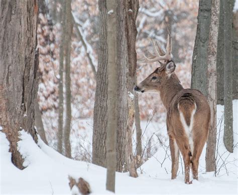 Whitetail Buck Deer In The Snow Stock Image Image Of Species Animals