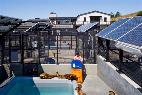 Women In Stem Marine Mammal Center Combines Science With Animal