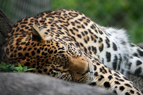 Sleeping Leopard Nickos Big Picture