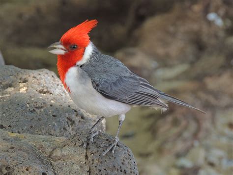 Red Crested Cardinal By Eric Hamilton