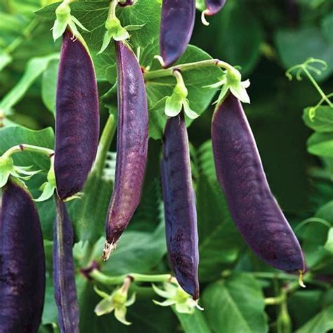 Pea Purple Podded Grow Heirloom Seed