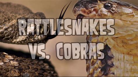 Cobra Vs Rattlesnake Youtube